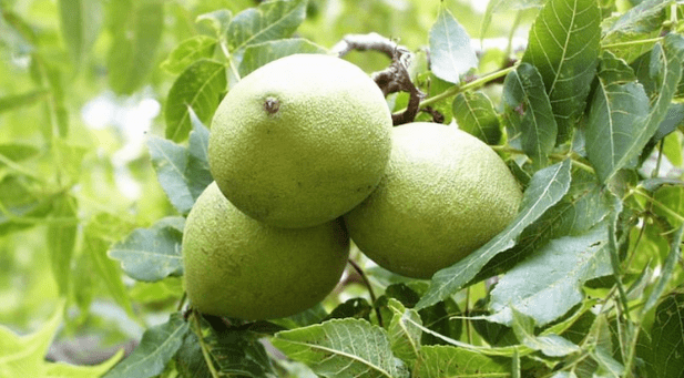 Peel the parasites with walnuts