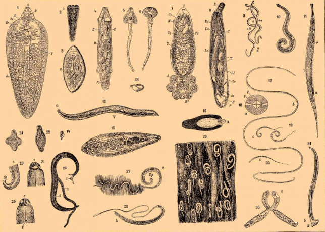 Types of parasites in the human body