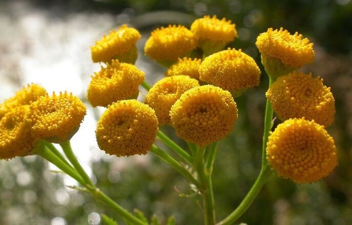 Tansy is used to remove internal parasites