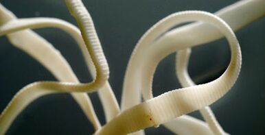 flat parasite from human body